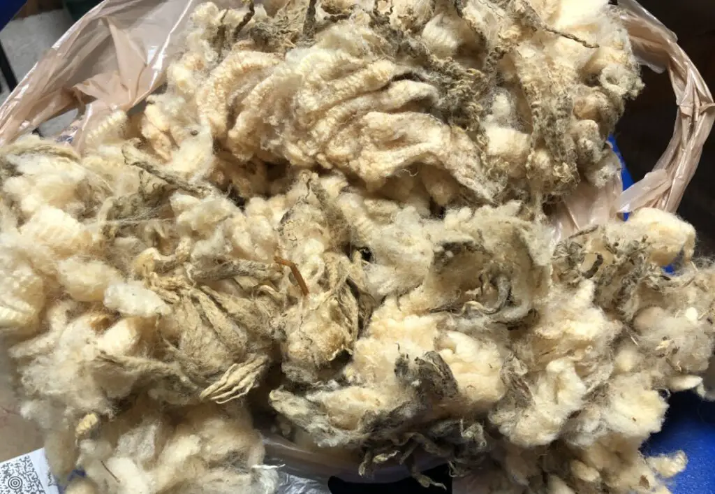 can wool get moldy
