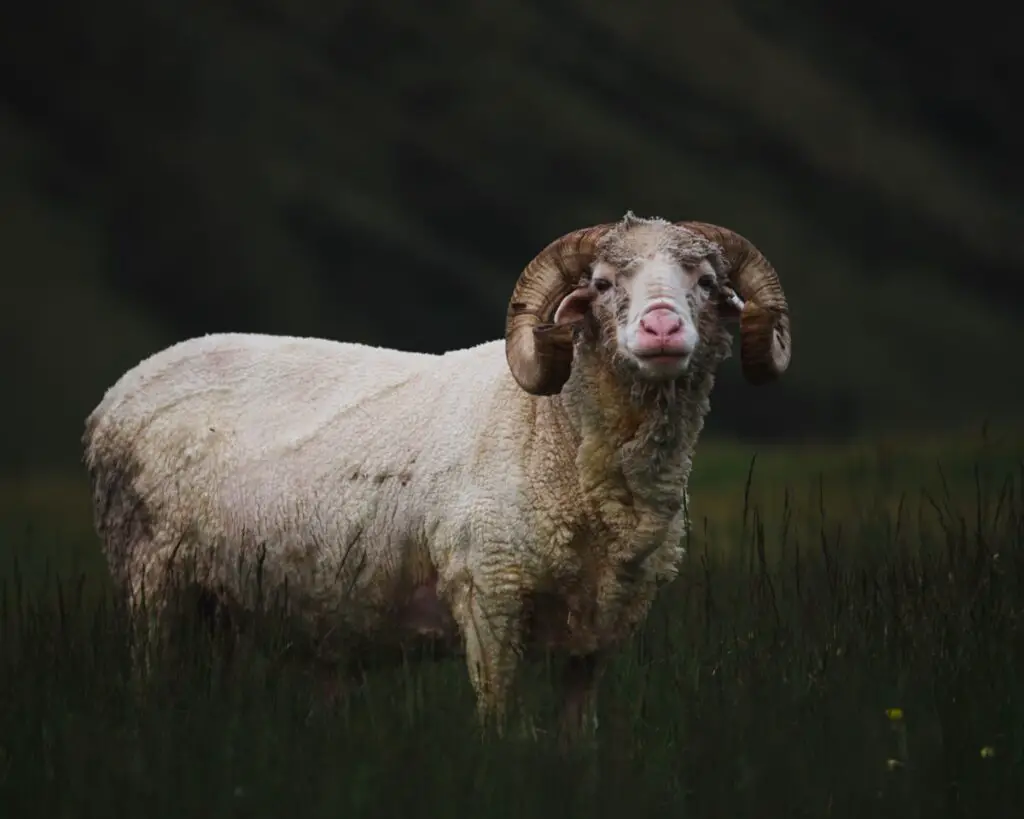 Merino sheep in field