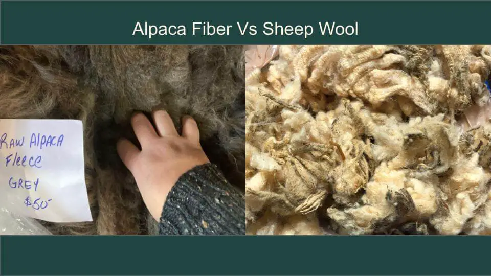 Advantages of Alpaca Fleece over Sheep's Wool