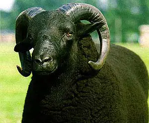 black wool sheep breeds