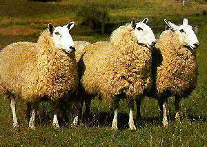 best breeds of sheep for wool