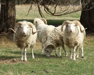 endangered wool sheep breeds