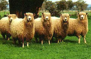 longwool sheep breeds