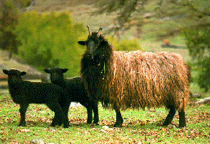 american native sheep breeds