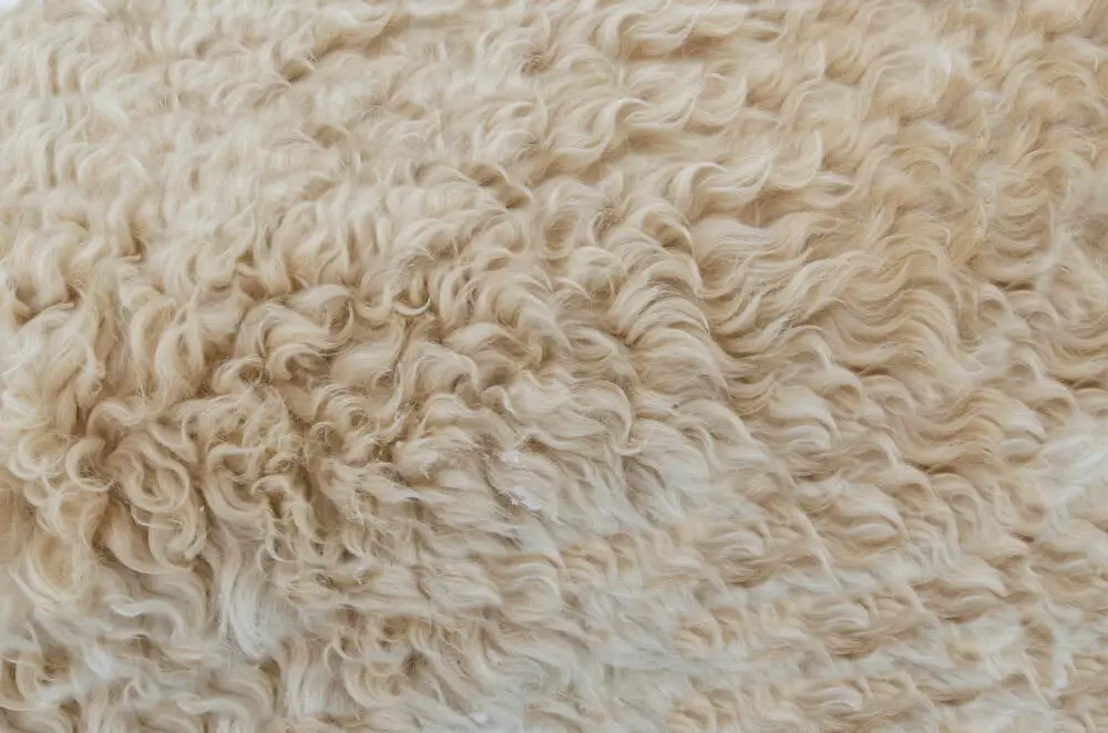why is wool odor resistant