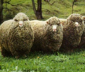 sheep breeds best for wool