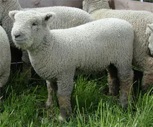 down wool sheep breeds