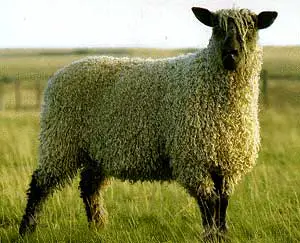 best wool sheep breeds