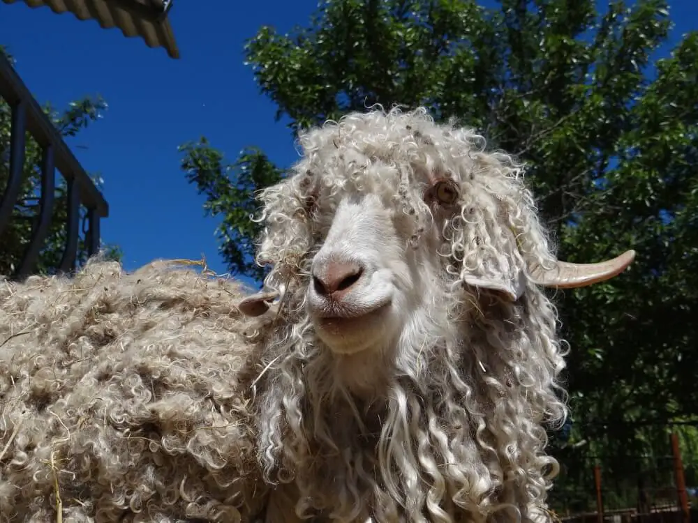 angora goat fiber vs wool